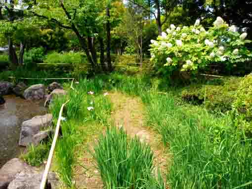 令和３年初夏の行船公園の菖蒲田④