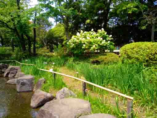 令和３年初夏の行船公園の菖蒲田③