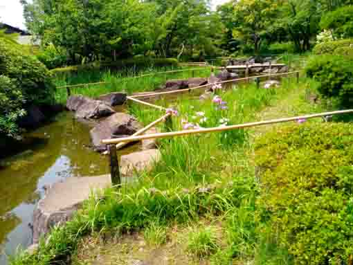 令和３年初夏の行船公園の菖蒲田⑤