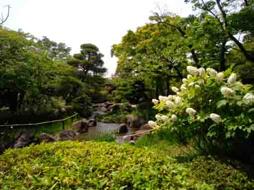 令和３年初夏の行船公園の菖蒲田②