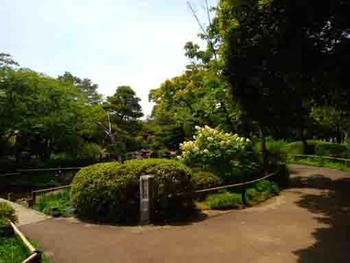 令和３年初夏の行船公園の菖蒲田①