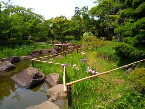 令和３年初夏の行船公園の菖蒲田