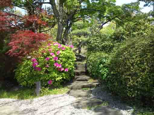 azaleas by the path in Genshinan