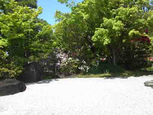 white azaleas blooming in the stone garden