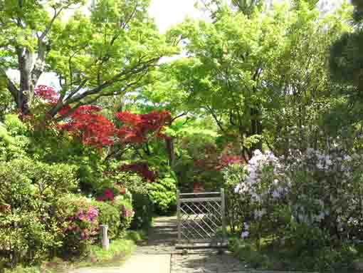 azaleas blooming by the gate