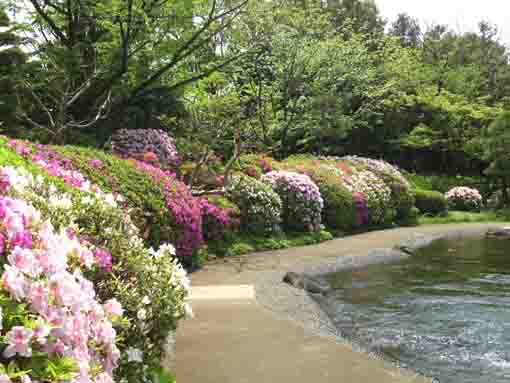 潮入りの池に沿って咲くツツジの花