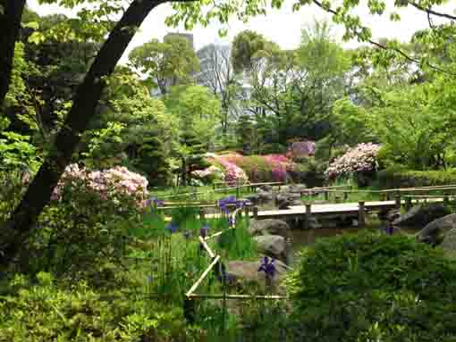 平成庭園の小川に咲く菖蒲とツツジ