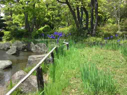 blue irieses by a small river in Heisei Garden