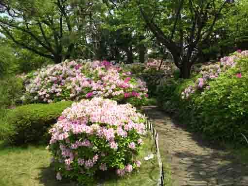 azalea blossoms along the path