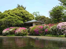 azalea blossoms by the bond in Gyosen Park