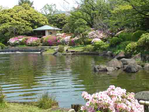 azalea blossoms over Shioiri no Ike