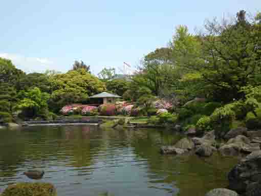 azalea blossoms in Heisei Garden