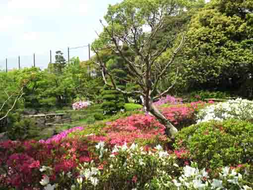平成庭園つつじ亭から見るツツジの花