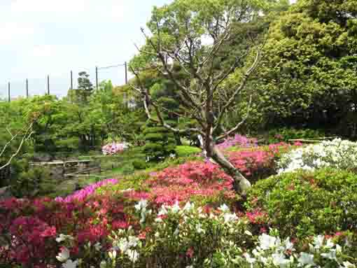 azalea blossoms viewed from the hat