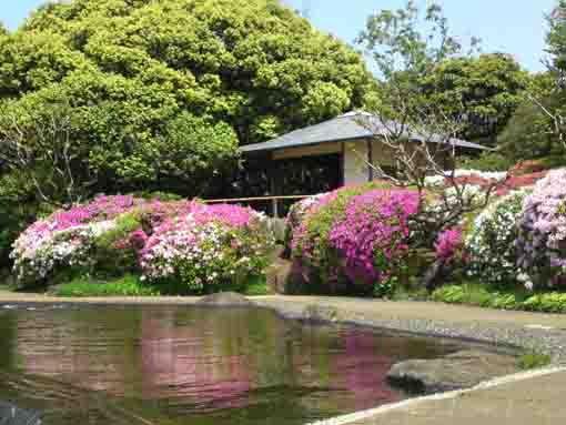 early summer in Heisei Garden in Gyosen Park
