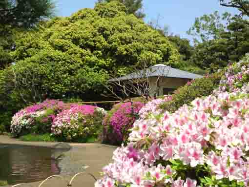 Azalea blossoms in Gyosen Park