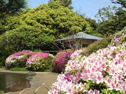 Azeleas in Gyosen Park