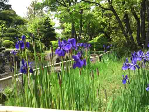 平成庭園の菖蒲田に咲く青いアヤメ