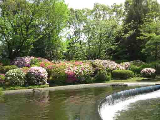 azalea blossoms by the pond in Heisei Garden