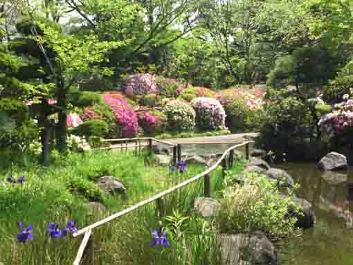 irises and azaleas in Gyosen Park