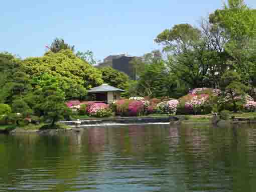 Azalea Blossoms in Gyosen Park