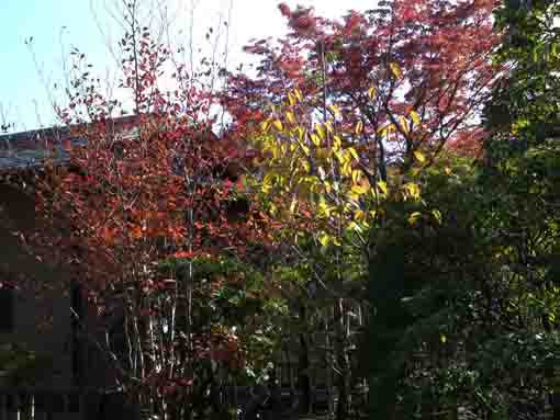 colored leaves by the back gate of Genshinan