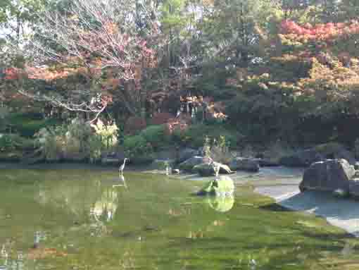 潮入りの池と鷺と紅葉