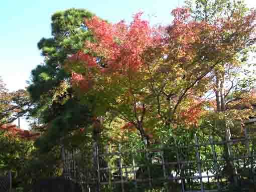 源心庵石庭垣根を覆う紅葉した木々