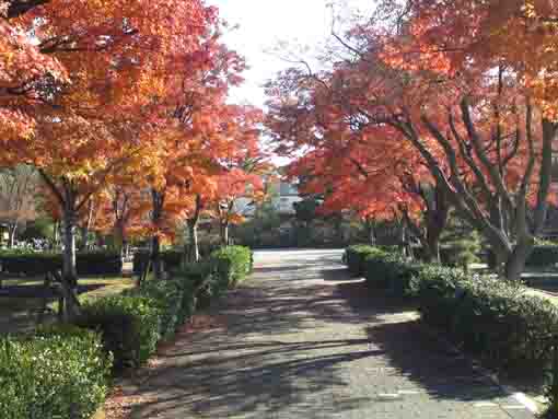 行船公園の紅葉の並木道