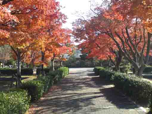 maple trees on between the ponds