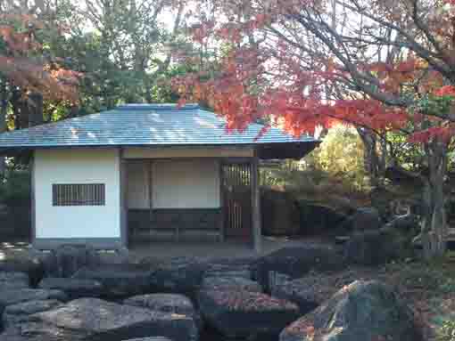 林泉亭と脇に建つ紅葉の木