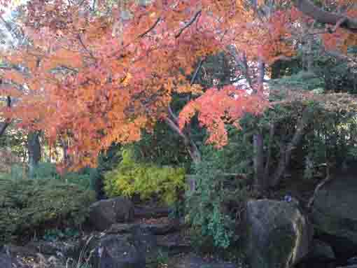 the colored leaves on the stones