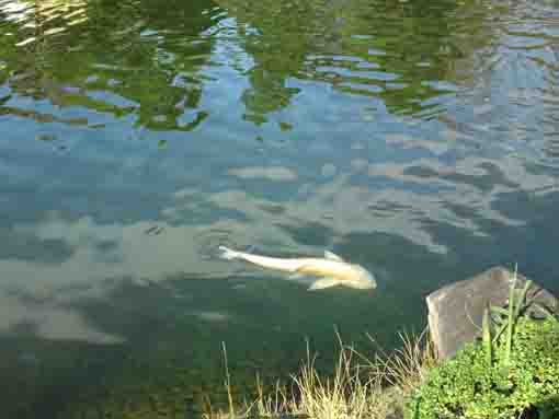 潮入りの池を泳ぐ金色の鯉