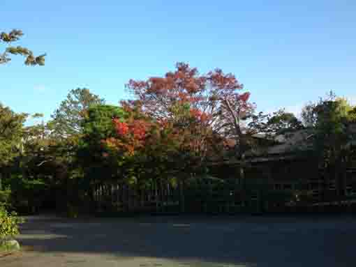 colored leaves over Genshinan