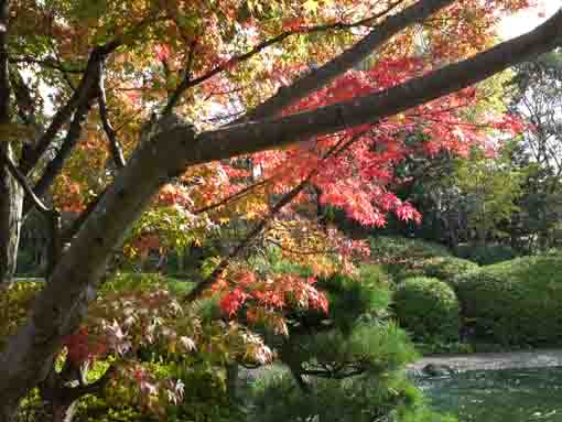 beautiful leaves by the pond