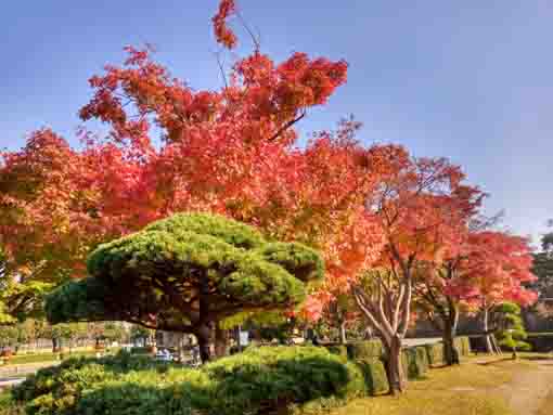 行船公園の紅葉3