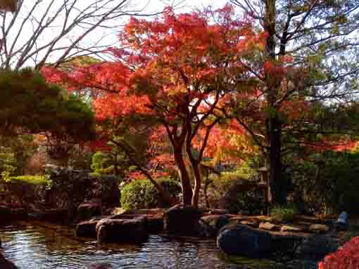 行船公園の紅葉４