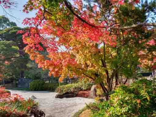 行船公園の紅葉５