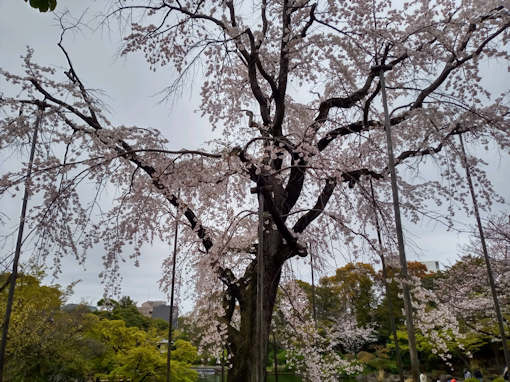 令和６年行船公園満開のしだれ桜