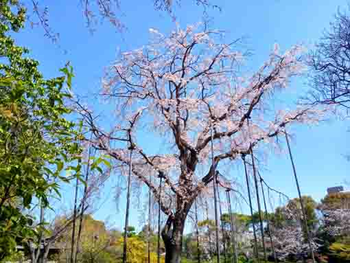 令和３年桜の花に彩られた平成庭園�C