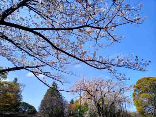 令和３年桜の花に彩られた平成庭園�B