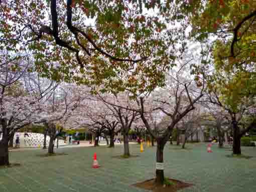 令和３年行船公園咲く桜の花�A