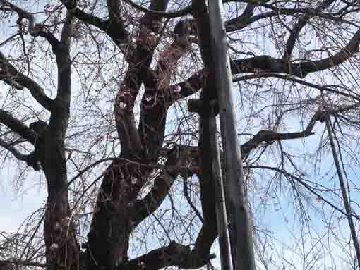 a tall weeping cherry tree in Gyosen Park