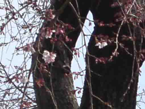 令和2年3月1日新中川土手上の山桜