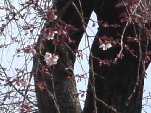 shidare sakura in Gyosen Park