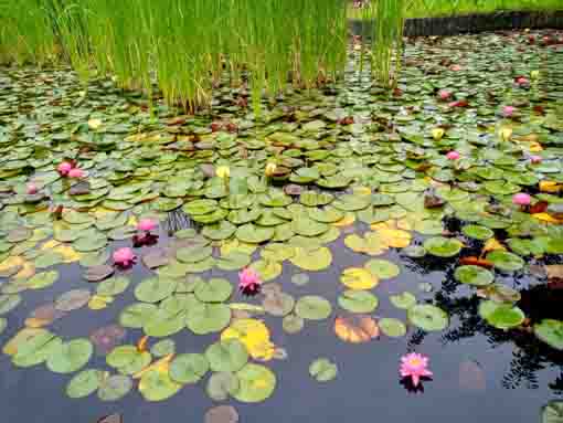 令和５年夏行船公園に咲くスイレンの花２