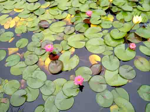 令和５年夏行船公園に咲くスイレンの花３