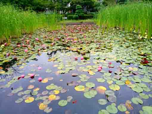 令和５年夏行船公園に咲くスイレンの花１