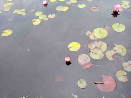 令和５年夏行船公園に咲くスイレンの花４