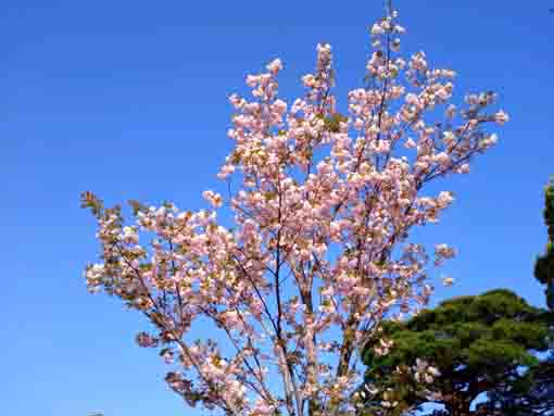 Yae Sakura in Gyosen Park